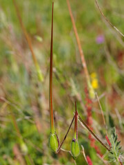 Long-Beaked Storksbill (Erodium botrys) 
