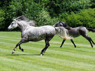 Obraz na płótnie Canvas Cantering Horses