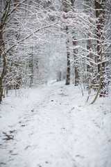 path in the winter forest