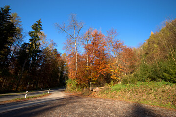 Fototapeta premium Farbenfroher Wald in Liechtenstein 11.11.2020