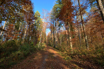 Farbenfroher Wald in Liechtenstein 11.11.2020