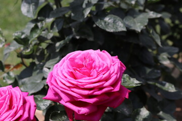 Close up view of beautiful pink rose in a garden with blurred background