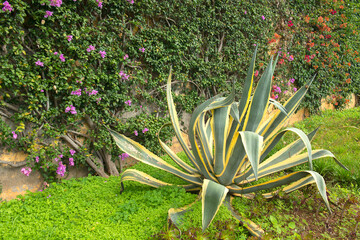 Exotic plants in the Monte Garden, Funchal, Madeira, Portugal