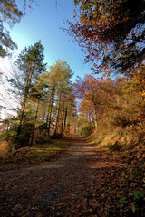 Farbenfroher Wald in Liechtenstein 11.11.2020