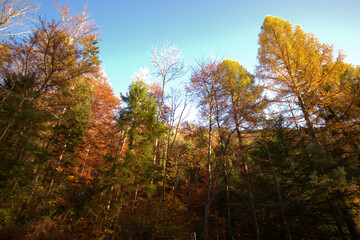 Farbenfroher Wald in Liechtenstein 11.11.2020