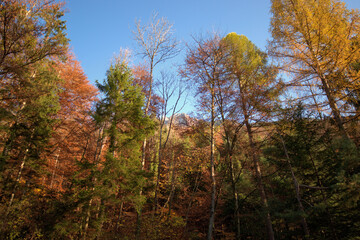 Farbenfroher Wald in Liechtenstein 11.11.2020