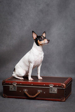 Dog of that fox terrier sits on a suitcase