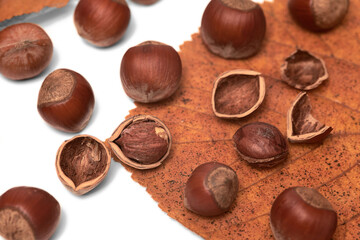 Hazelnuts and brown hazel leaves on white background, isolated, closeup