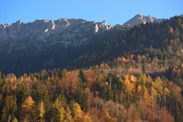 Herbstlicher Wald und die Berge in Liechtenstein 11.11.2020