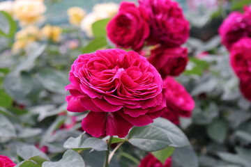 Close up view of beautiful pink rose in a garden with blurred background