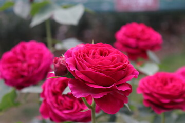 Close up view of beautiful pink rose in a garden with blurred background