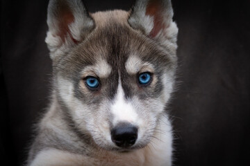 siberian husky welpe mit intensiv blauen augen und grau weißem fell © Andreas