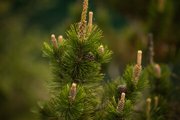 Fototapeta premium spruce branch with cones on a green background