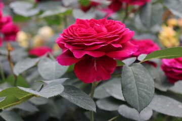 Close up view of beautiful pink rose in a garden with blurred background