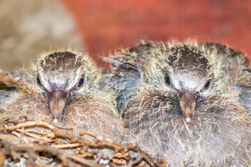 Two baby laughing doves (Spilopelia senegalensis) in their nest, Cape Town, South Africa 