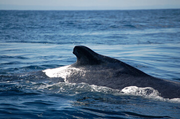 Magnificent view of the dorsal fin of a humpback whale with white spots swimming in calm blue water...