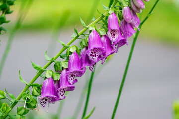Digitalis purpurea common foxglove flowers in bloom, beautiful purple flowering woodland plants,...