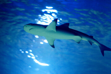 Shark swims in blue water, bottom view