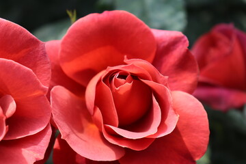 Close up view of beautiful red rose in a garden with blurred background 