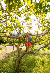 The boy climbed a tree and sits on a branch