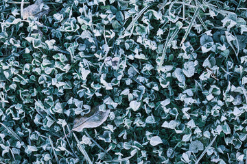 Winter morning ice and frost on the grass top view. Frost background and leaf