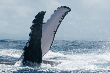 Breath-taking view of two pectorals of humpback whale swimming in a turbulent sea causing splashes, Indian Ocean Madagascar 