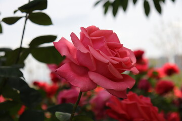 Close up view of beautiful pink rose in a garden with blurred background