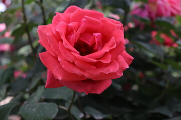 Close up view of beautiful pink rose in a garden with blurred background