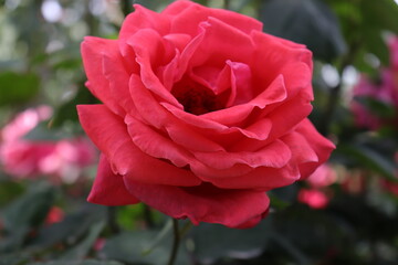 Close up view of beautiful pink rose in a garden with blurred background