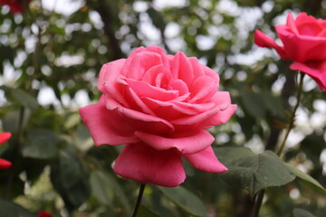 Close up view of beautiful pink rose in a garden with blurred background
