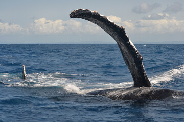 Epic view of two humpback whales swimming with the pectoral fin during a beautiful day, Sainte Marie Madagascar 