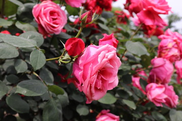 Close up view of beautiful pink rose in a garden with blurred background
