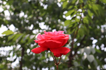 Close up view of beautiful red rose in a garden with blurred background 
