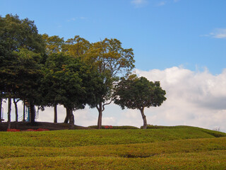 帰帆島　芝生と木と青空と白い雲