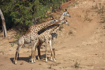 Giraffe / Giraffe / Giraffa Camelopardalis