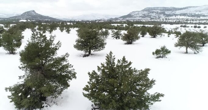 Sabinas con nieve a vista de drone, espa&ntilde;a
