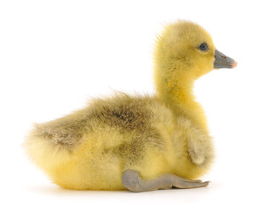 One little gosling.