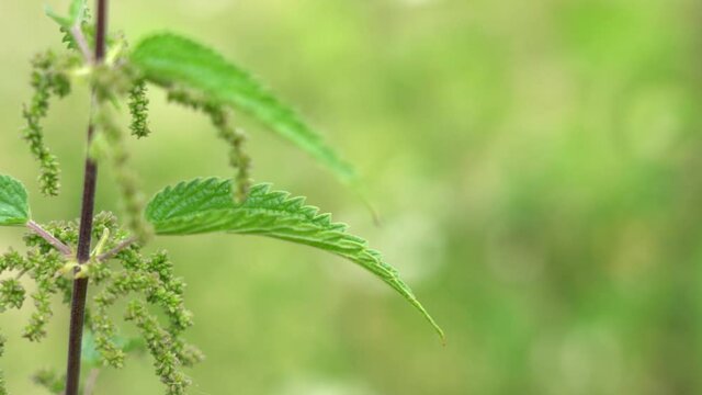 Closeup view 4k video of green fresh nettle plant growing outside.