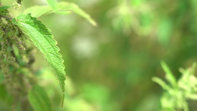 Closeup view 4k video of green fresh nettle plant growing outside.