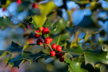 Ilex Aquifolium Gemeine Stachpalme Baum des Jahres 2021 Strauch Weihnachten Früchte rot giftig Steinfrüchte Advent Winter Grußkarte Seasons greeting Palm Tradition WInter Jahreszeit immergrün Wald 
