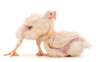 Two chicken or young broiler chickens.