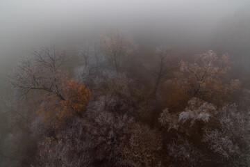 Trees in freezing fog