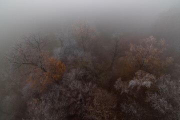 Trees in freezing fog © Jan Kopřiva