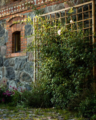 Stone wall facade of old house with climbing rose bush at sunset, nostalgic, romantic scene