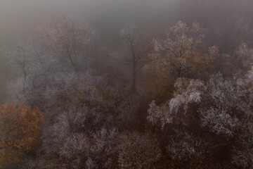 Obraz na płótnie Canvas Trees in freezing fog
