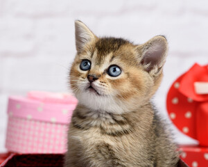 Fototapeta na wymiar cute kitten Scottish golden chinchilla straight breed on a white background and boxes with gifts