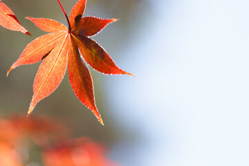 紅葉の葉、白を背景に赤オレンジに色づくモミジ