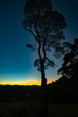 Fototapeta na wymiar Bracatinga: tree native to the south of Brazil.