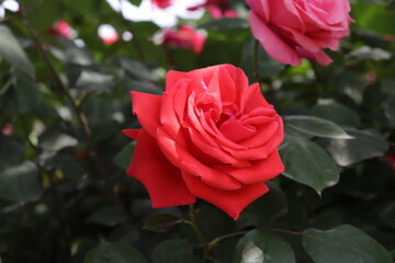 close up view of beautiful  red rose