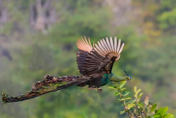 Rolgordijnen Male peacock flying on the treetop On a green background © sunti